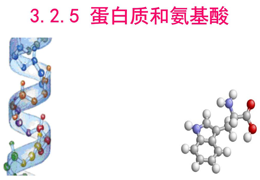 Difference between amino acids and proteins